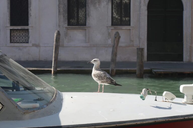 venice reader mailbag vol 3