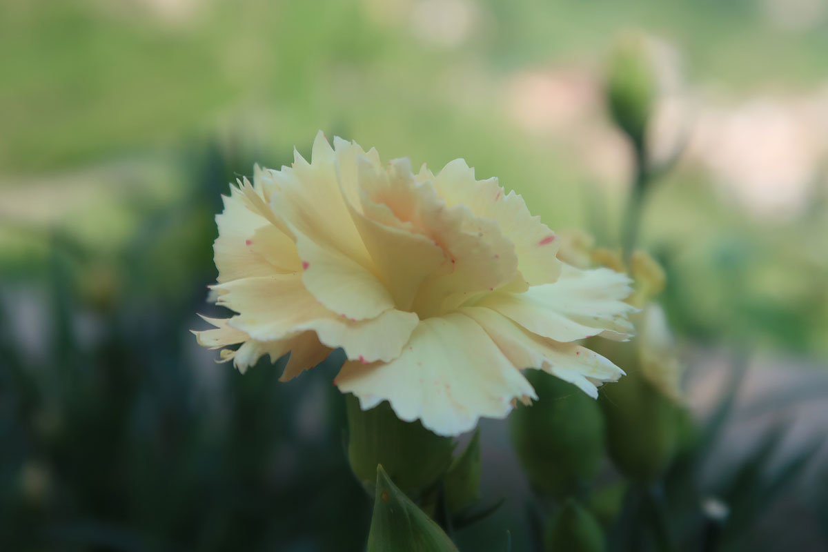 flower in the prosecco hills