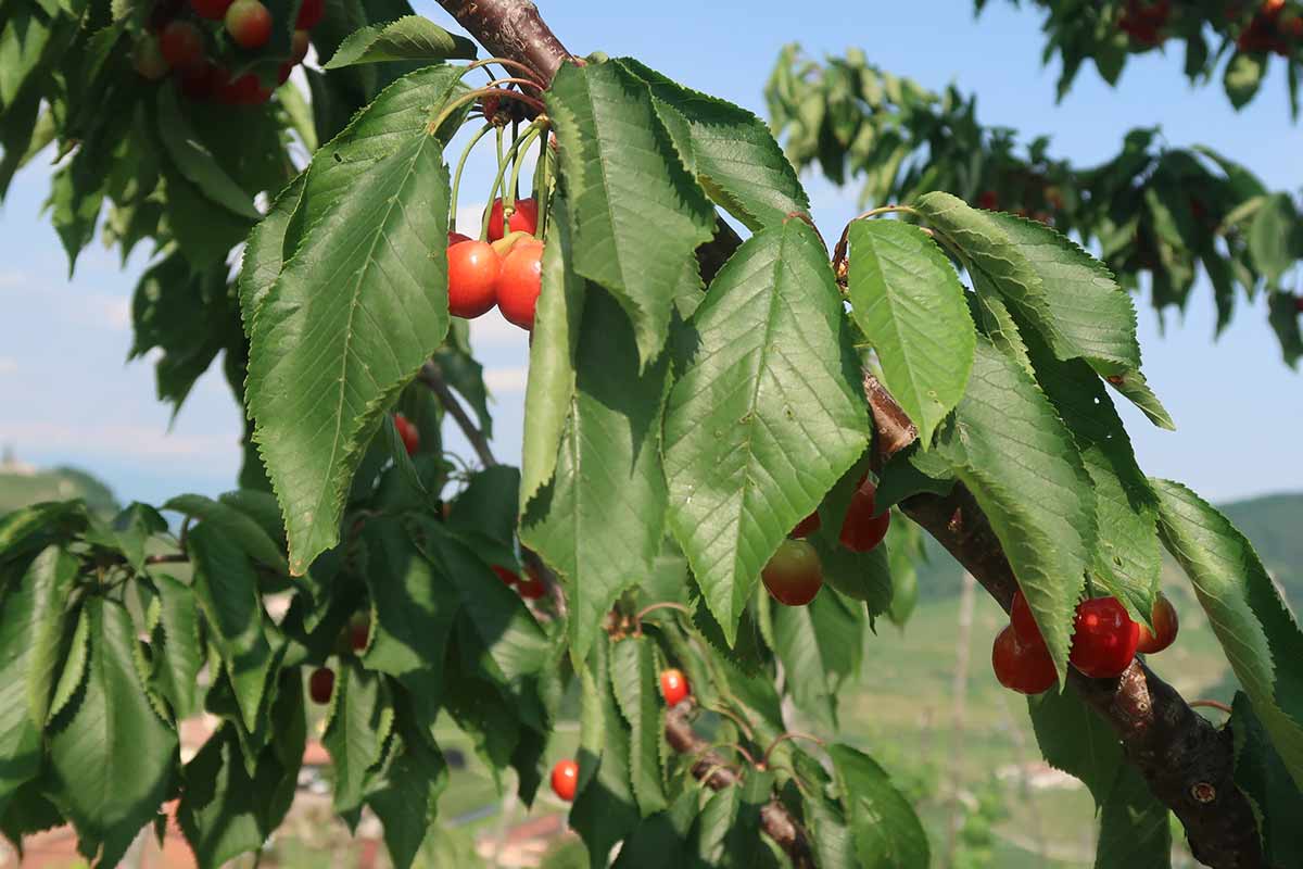 prosecco hills cherries