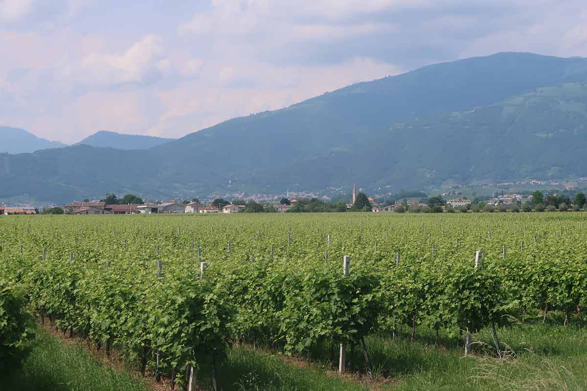 wine tasting prosecco hills